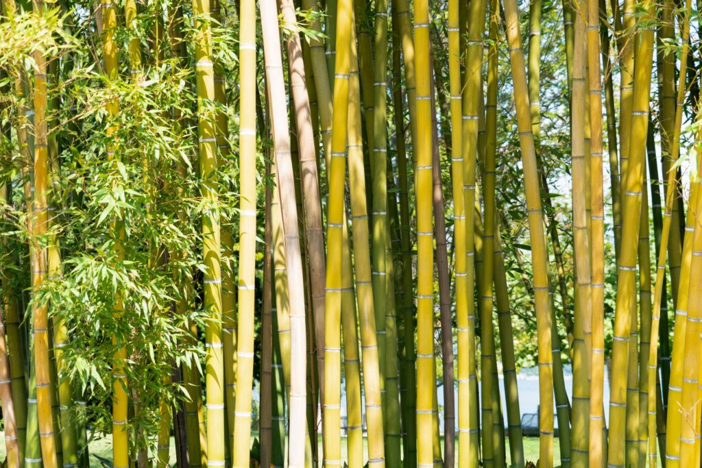 Bamboo trees
