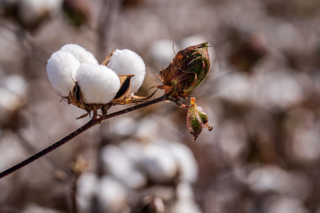 Cotton plant