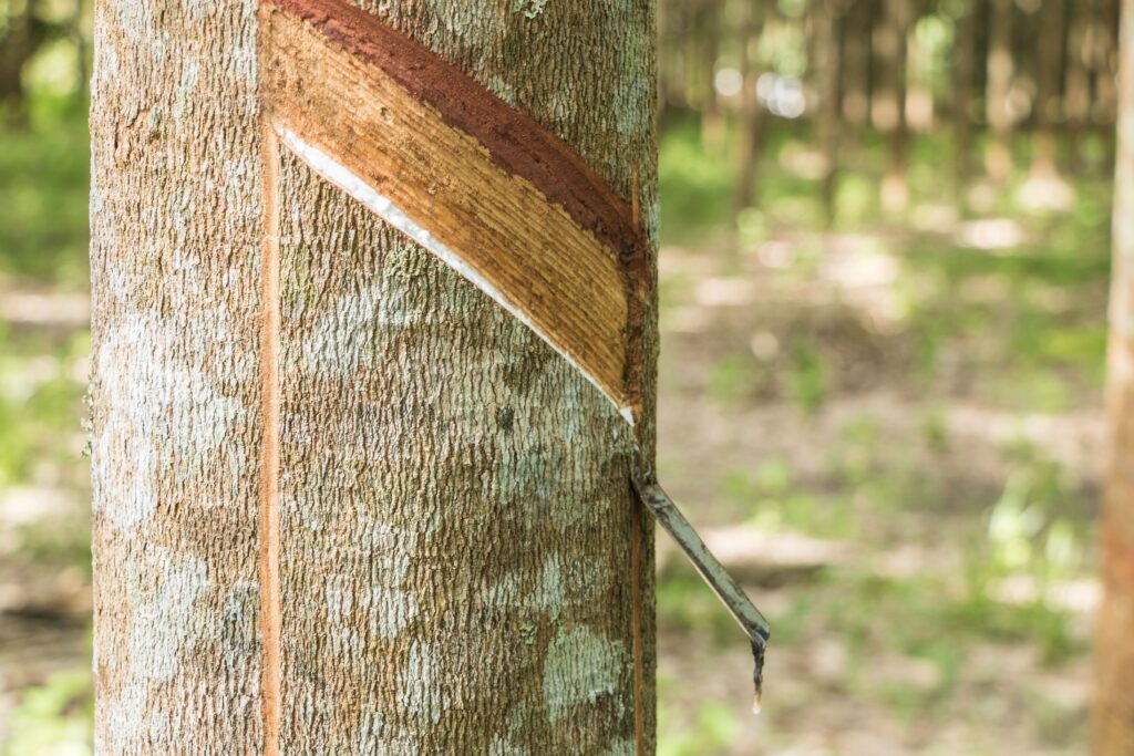 Rubber tree